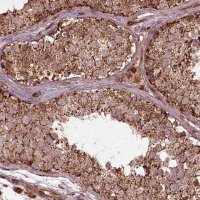 Anti-FXN antibody produced in rabbit 