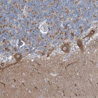 Anti-GABARAPL2 antibody produced in rabbit 