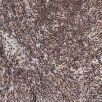Anti-GABPA antibody produced in rabbit 