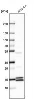 Anti-GAGE1 antibody produced in rabbit