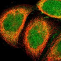 Anti-GALE antibody produced in rabbit HPA007340-100UL