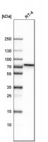 Anti-GALNT1 antibody produced in rabbit