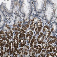 Anti-GALNT15 antibody produced in rabbit