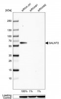 Anti-GALNT2 antibody produced in rabbit 