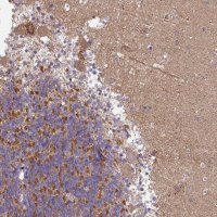 Anti-GAN antibody produced in rabbit 