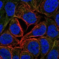 Anti-GAN antibody produced in rabbit 