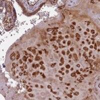 Anti-GBGT1 antibody produced in rabbit