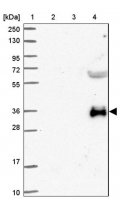 Anti-GBGT1 antibody produced in rabbit