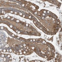 Anti-GCC2 antibody produced in rabbit 