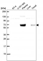 Anti-GCGR antibody produced in rabbit