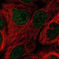 Anti-GCHFR antibody produced in rabbit HPA046258-100UL