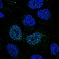 Anti-GCNT4 antibody produced in rabbit 