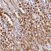 Anti-GCNT7 antibody produced in rabbit