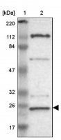Anti-GCSAM antibody produced in rabbit 