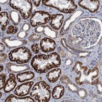 Anti-GCSH antibody produced in rabbit HPA041368-100UL