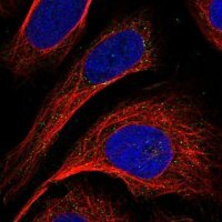 Anti-GCSH antibody produced in rabbit HPA041368-100UL