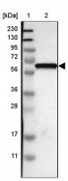 Anti-GDF5 antibody produced in rabbit 