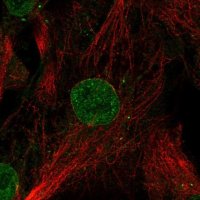 Anti-GDF6 antibody produced in rabbit 
