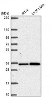 Anti-GEMIN2 antibody produced in rabbit 