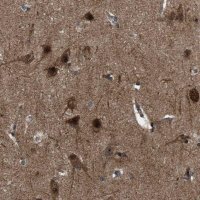 Anti-GET4 antibody produced in rabbit 
