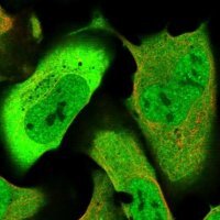 Anti-GFOD1 antibody produced in rabbit