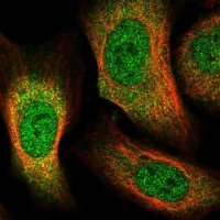 Anti-GFOD2 antibody produced in rabbit 