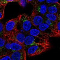 Anti-GGA2 antibody produced in rabbit 