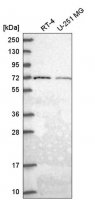 Anti-GGA2 antibody produced in rabbit 