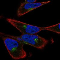 Anti-GGA3 antibody produced in rabbit 