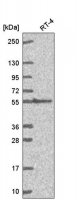 Anti-GGT1 antibody produced in rabbit 