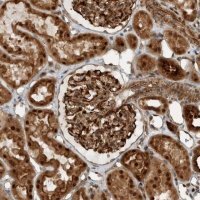 Anti-GIGYF1 antibody produced in rabbit 