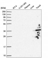 Anti-GIMAP1 antibody produced in rabbit 