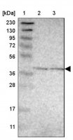 Anti-GINM1 antibody produced in rabbit HPA017210-100UL