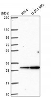 Anti-GJB4 antibody produced in rabbit HPA055112-100UL