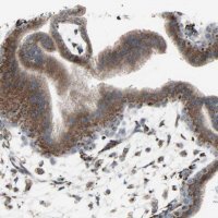 Anti-GLG1 antibody produced in rabbit