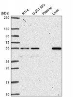 Anti-GLIS2 antibody produced in rabbit
