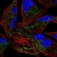 Anti-GLRX5 antibody produced in rabbit