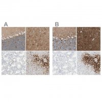 Anti-GLUL antibody produced in rabbit 