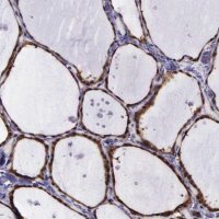 Anti-GMPR2 antibody produced in rabbit HPA000904-100UL
