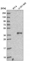Anti-GNA11 antibody produced in rabbit 
