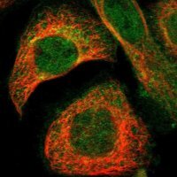 Anti-GNAI2 antibody produced in rabbit