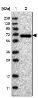 Anti-GNAS antibody produced in rabbit HPA027478-100UL