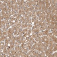 Anti-GNE antibody produced in rabbit 