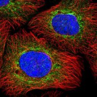 Anti-GNE antibody produced in rabbit 
