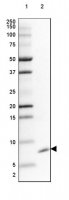 Anti-GNG5 antibody produced in rabbit HPA043651-100UL