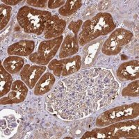 Anti-GNPDA1 antibody produced in rabbit