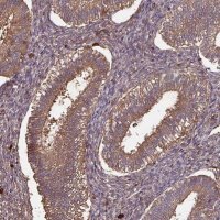 Anti-GNPDA1 antibody produced in rabbit