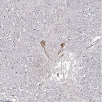 Anti-GNRH1 antibody produced in rabbit 