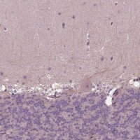 Anti-GNRH1 antibody produced in rabbit 