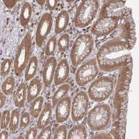 Anti-GOLGA7 antibody produced in rabbit 